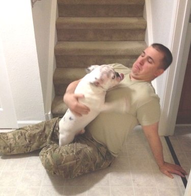 bulldog kisses soldier returning home