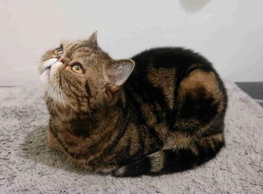 A striped cat with a smooshed face sitting in loaf formation
