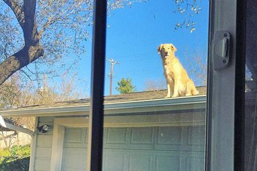 dog getting on roofs