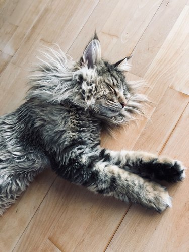 maine coon cat with fluffy sideburns