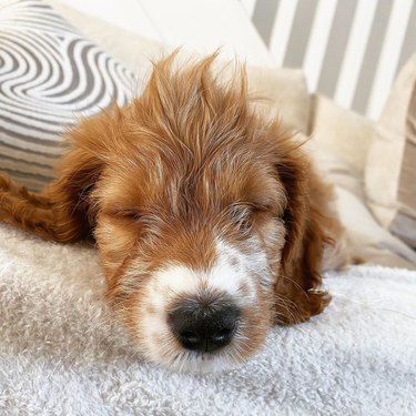 sleeping dog with hair spikes