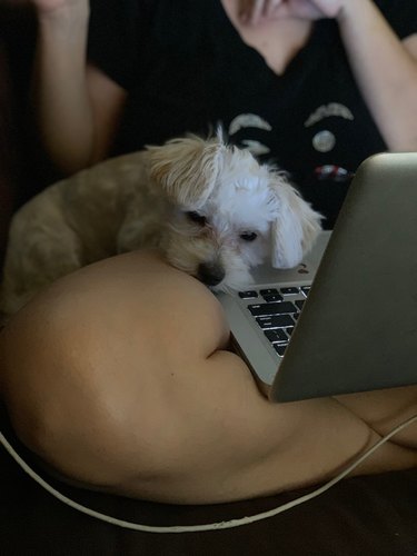 dog sitting on owner's lap in front of laptop