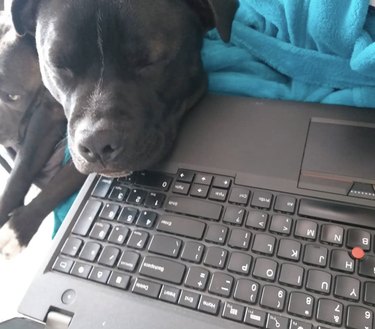 dog snoozing by laptop