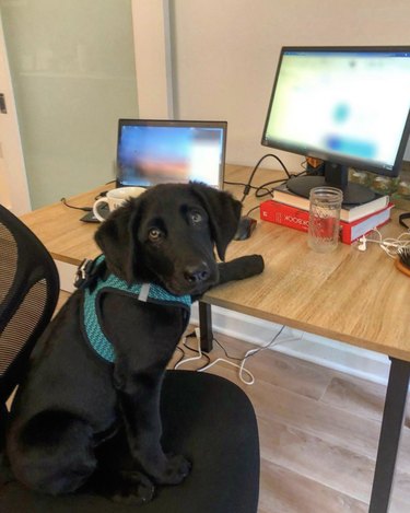 dog in front of two computer screens