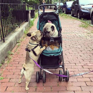 one dog jealous of another dog who is in a stroller