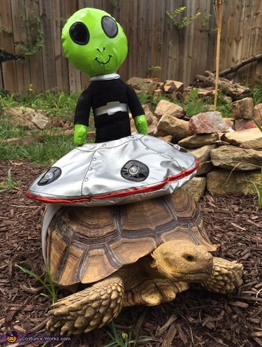 tortoise in alien costume