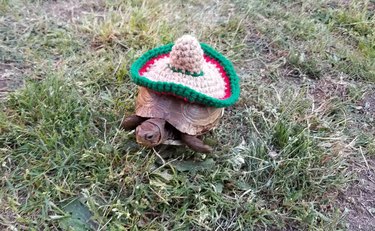 tortoise in crocheted sombrero