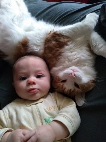 Cat pressed up against baby's head.