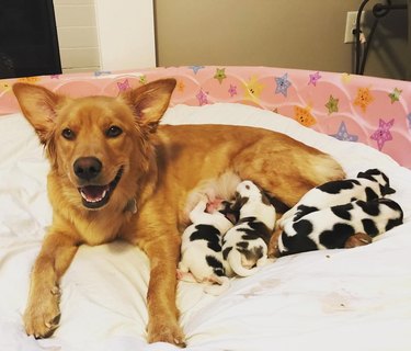 Confused Golden Retriever Gives Birth to Litter of Baby Cow Puppies