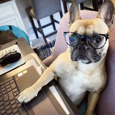 dog in glasses with paw on laptop