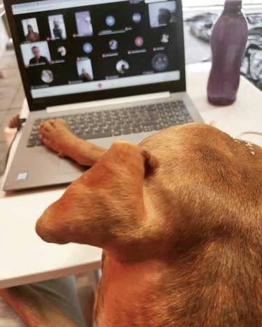 dog during a zoom meeting