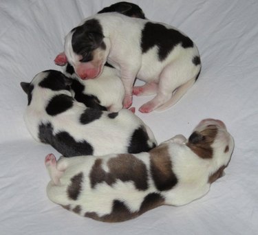 Confused Golden Retriever Gives Birth to Litter of Baby Cow Puppies