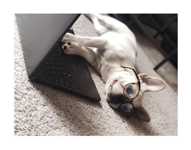dog on the floor with open laptop in front of him