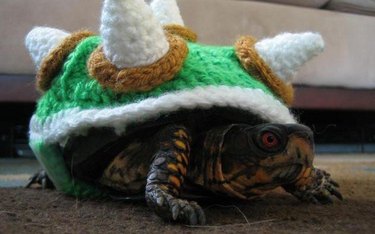 tortoise in bowser costume