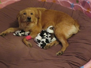 Hed: Confused Golden Retriever Gives Birth to Litter of Baby Cow Puppies