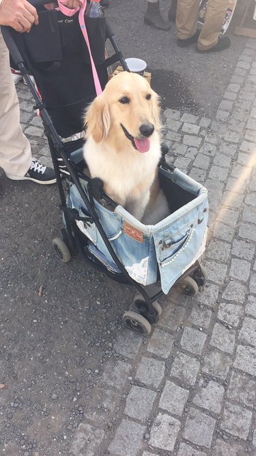 dog with long ears in a stroller