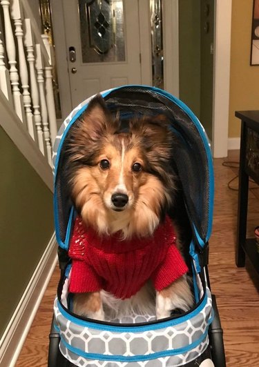 arthur the dog in a stroller