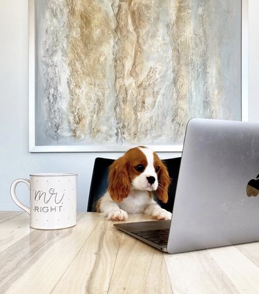 dog drinking coffee in front of open laptop