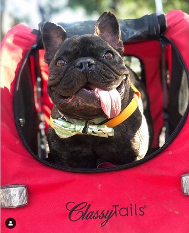 classy puppo in a stroller