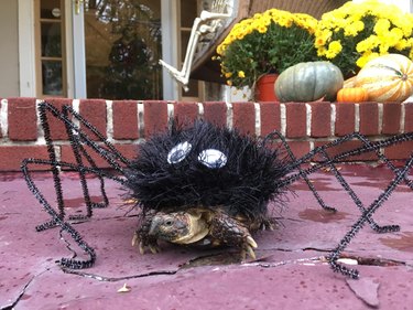 tortoise in spider costume