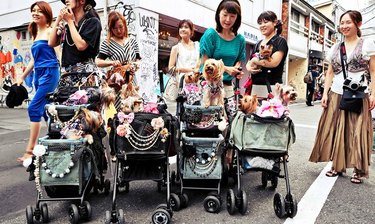 stroller parade of people and dogs