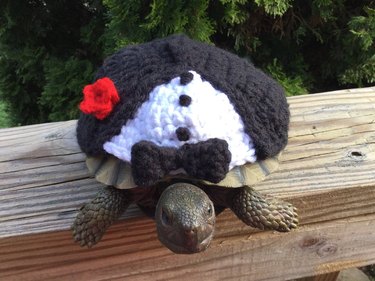 tortoise in crocheted tuxedo