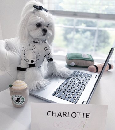 little dog with nameplate working on laptop
