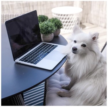 dog sitting in front of open laptop