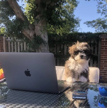 dog sitting by laptop outside on the patio