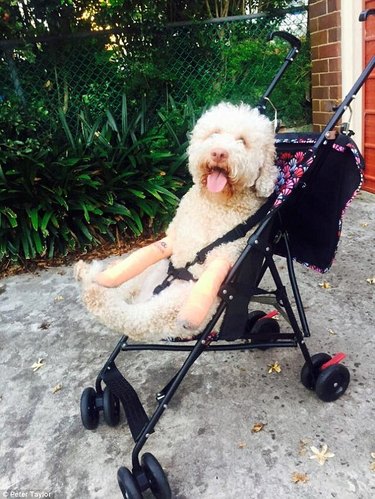 broken leg stroller dog