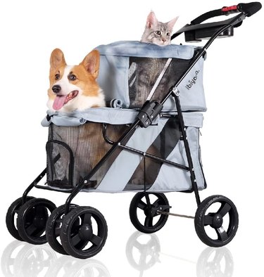 cat and dog in stroller together