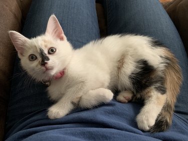 Cute kitten sitting on lap