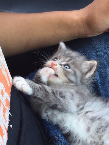 Super cute kitten in lap
