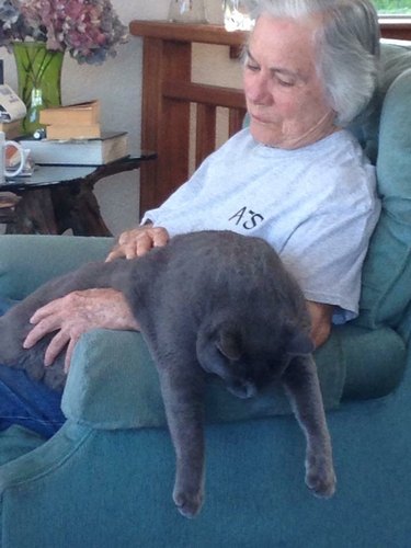 Gigantic cat asleep on a lady's lap