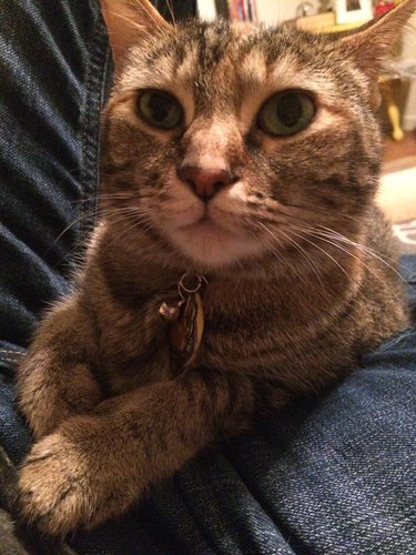 Cat sitting on lap