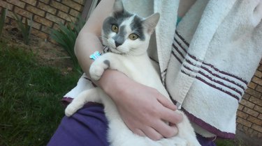 Very cute cat sitting in someone's lap