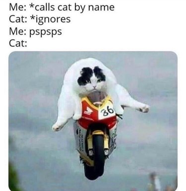 cat jumps motorcycle when human says pspsps