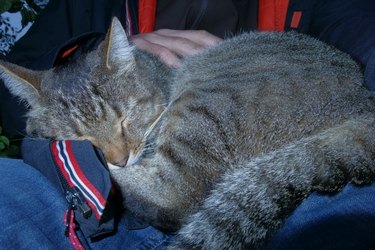 Cat super asleep on a lap