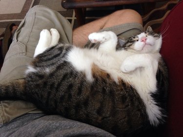 Cat fast asleep on a lap