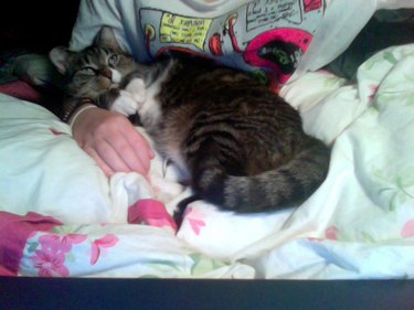 Cat snuggled up in lap