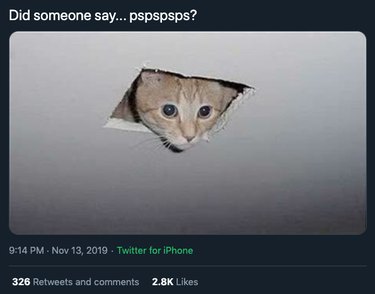 ceiling cat responds to pspspsps