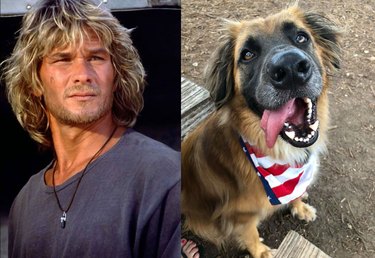Dog named Bodhi after character from Point Break
