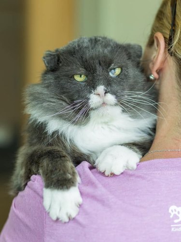 Rescued cat named Chopped