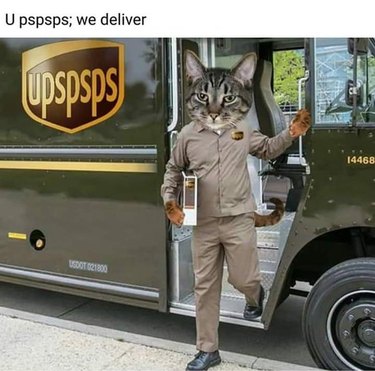 cat in ups uniform
