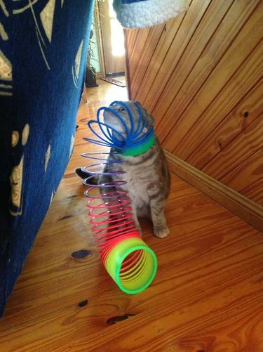 Cat is stuck in a rainbow neon slinky.