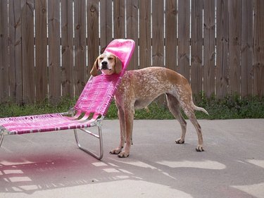 Dog stuck in a pink pool chair.