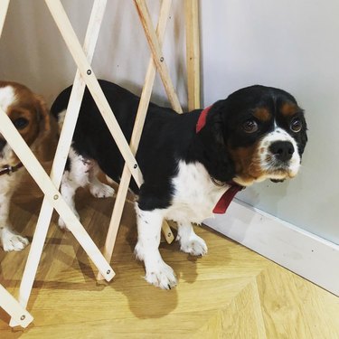 Puppy stuck in a pet gate.