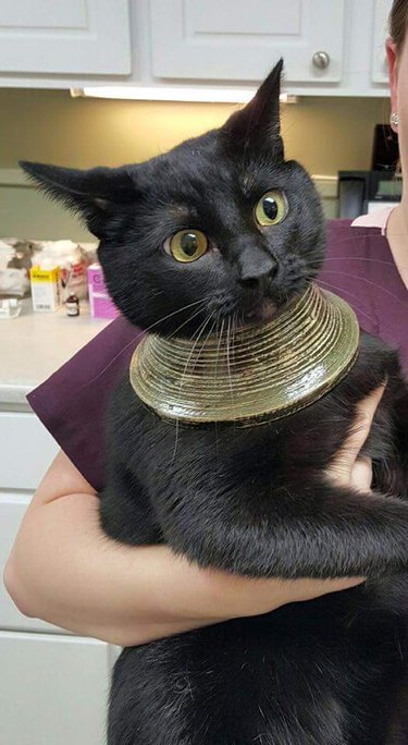 Black cat stuck in broken vase which looks like a thick necklace.