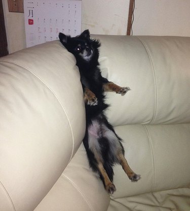 Dog stuck in a white leather couch.
