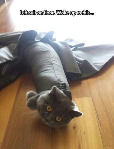 Cat stuck man's suit sleeve with a caption that says, "Left suit on floor. Woke up to this..."